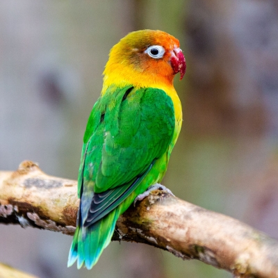 Agapornis  - De Zonnegloed - Dierenpark - Dieren opvangcentrum - Sanctuary